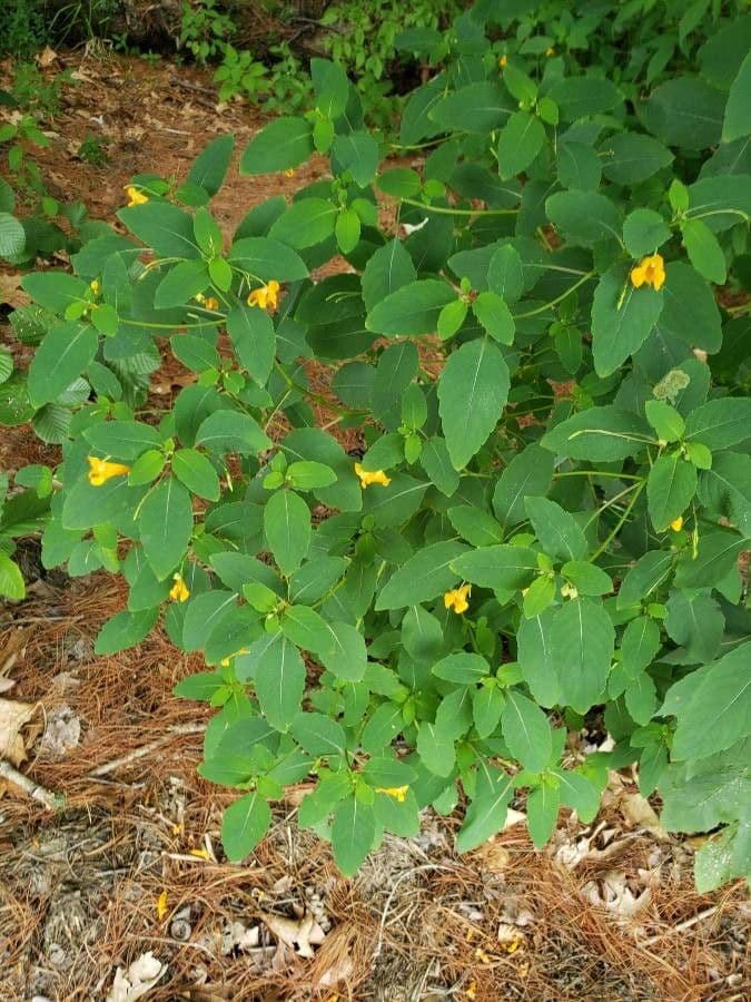 Impatiens pallida 13