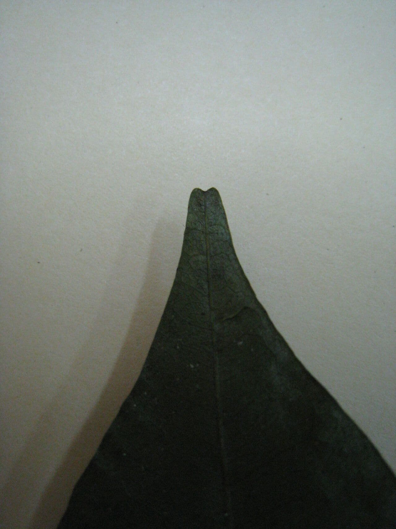 Swartzia 9