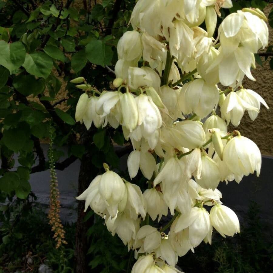 Schopf-Yucca 9