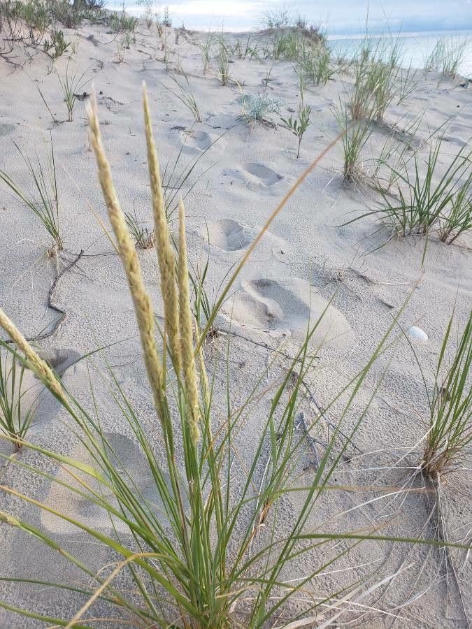 American beach grass 6