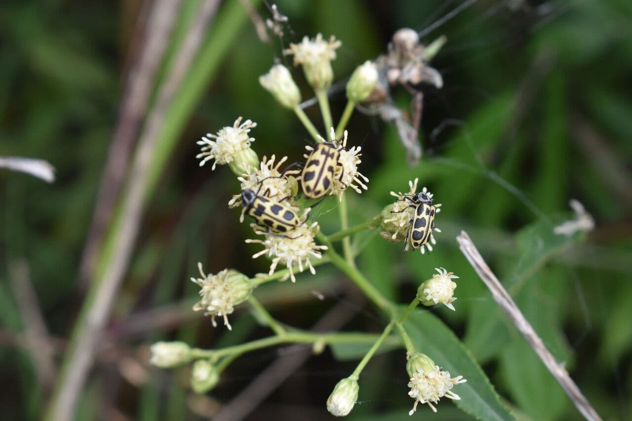 Baccharis