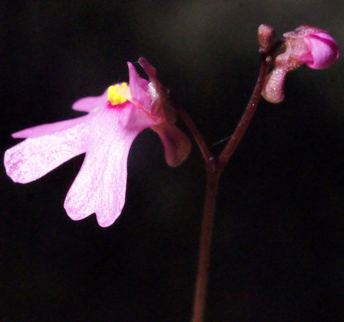 Utricularia multifida 4