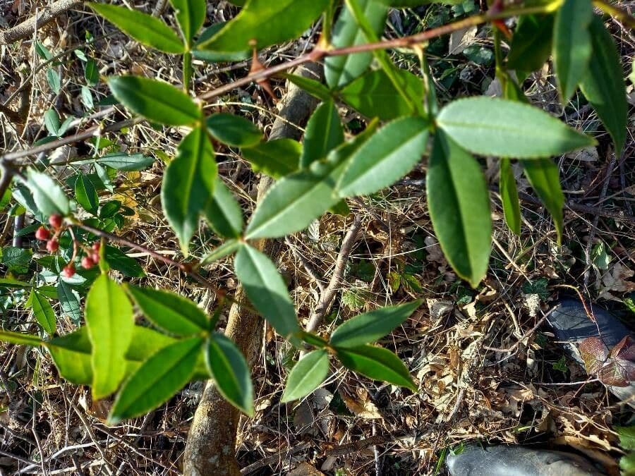 Zanthoxylum ailanthoides