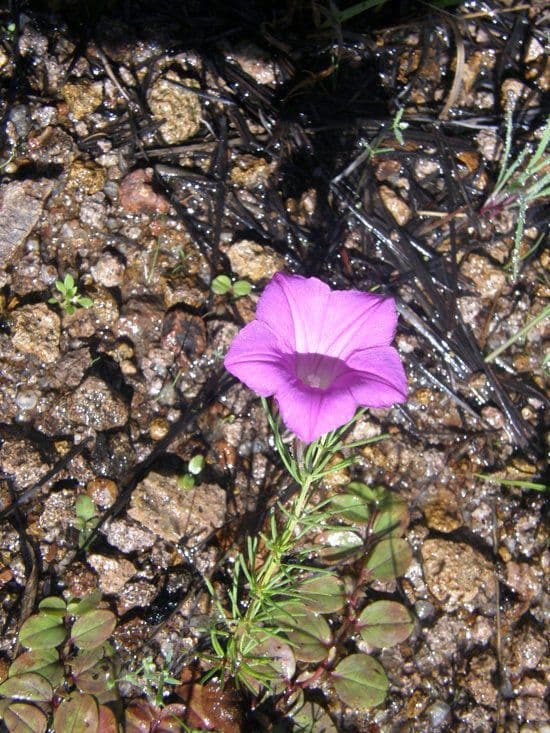 Ipomoea capillacea 7
