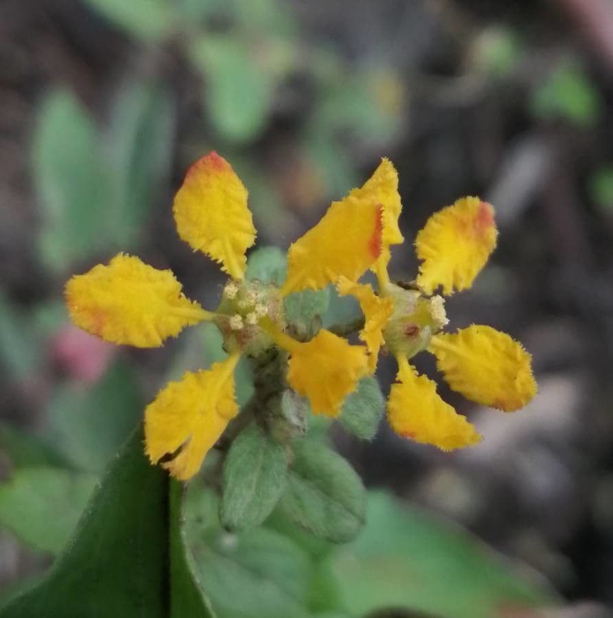 Stigmaphyllon 6