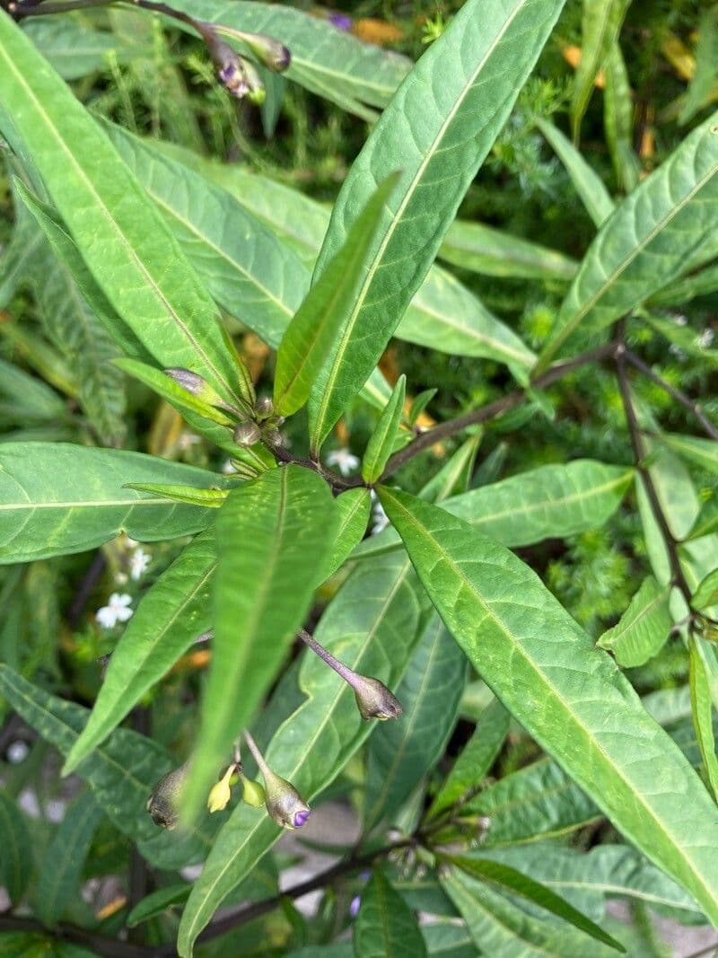 Solanum nudo 18