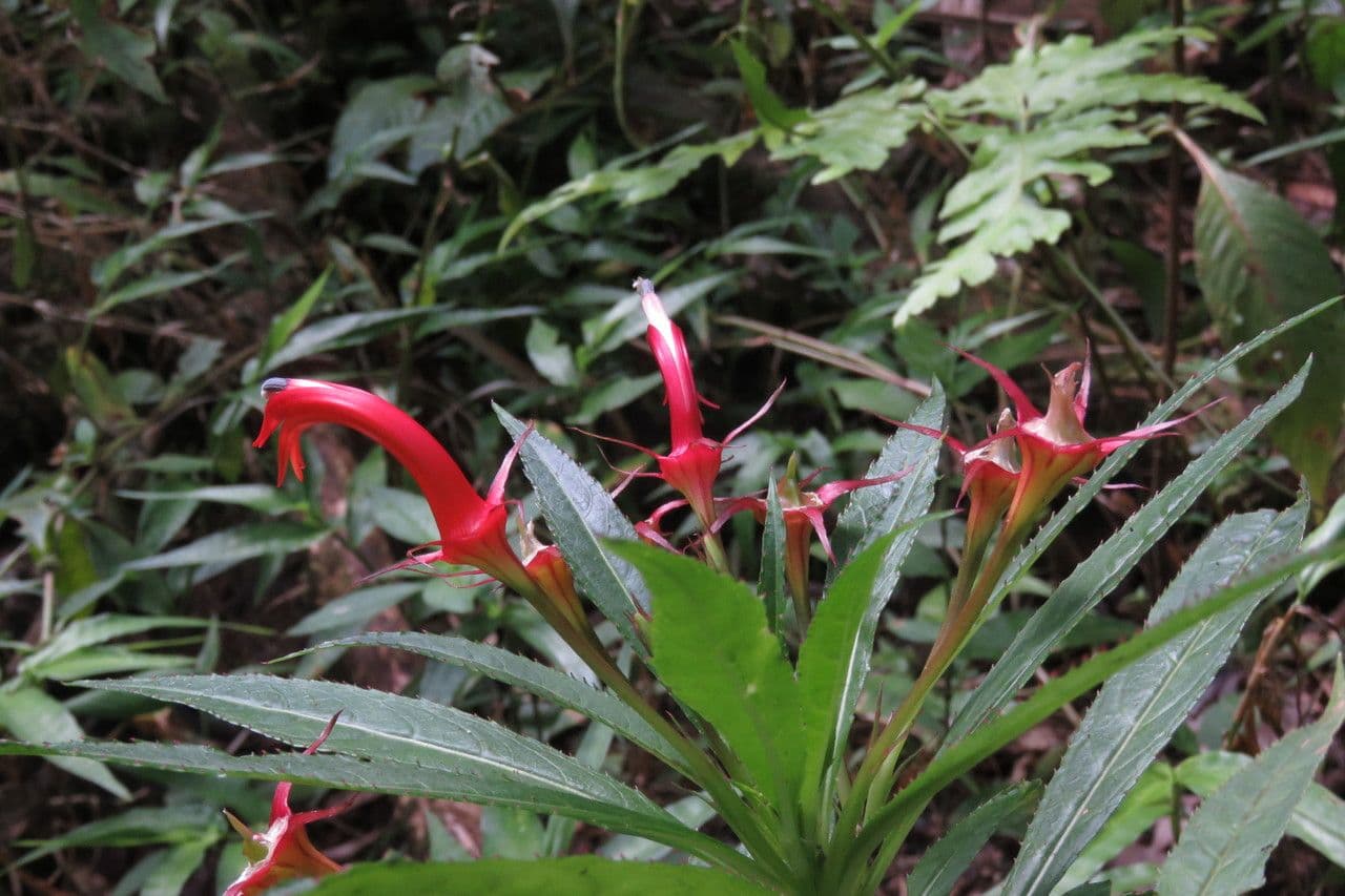 Lobelia 2