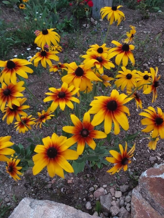 Gaillardia aristata 15