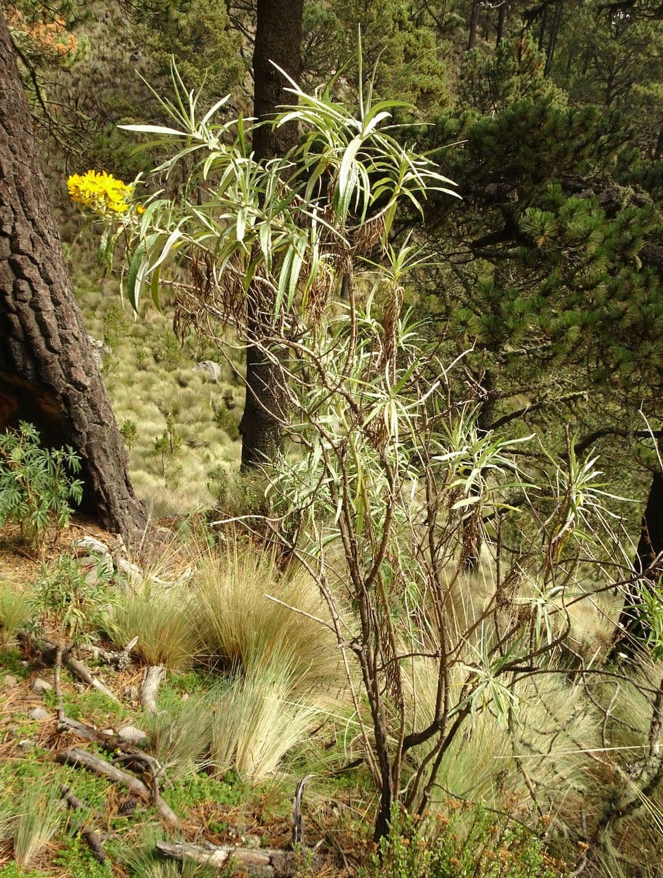 Senecio 5