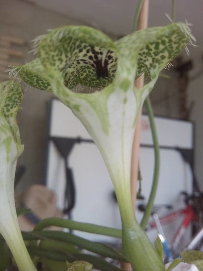 Brunnenblume 5