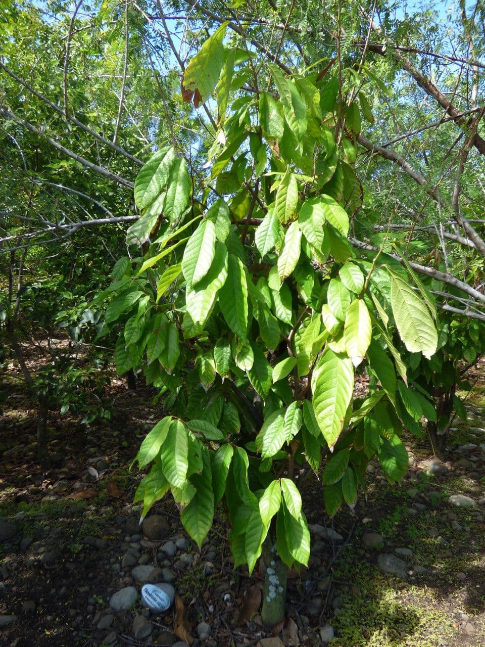 Cacao 15