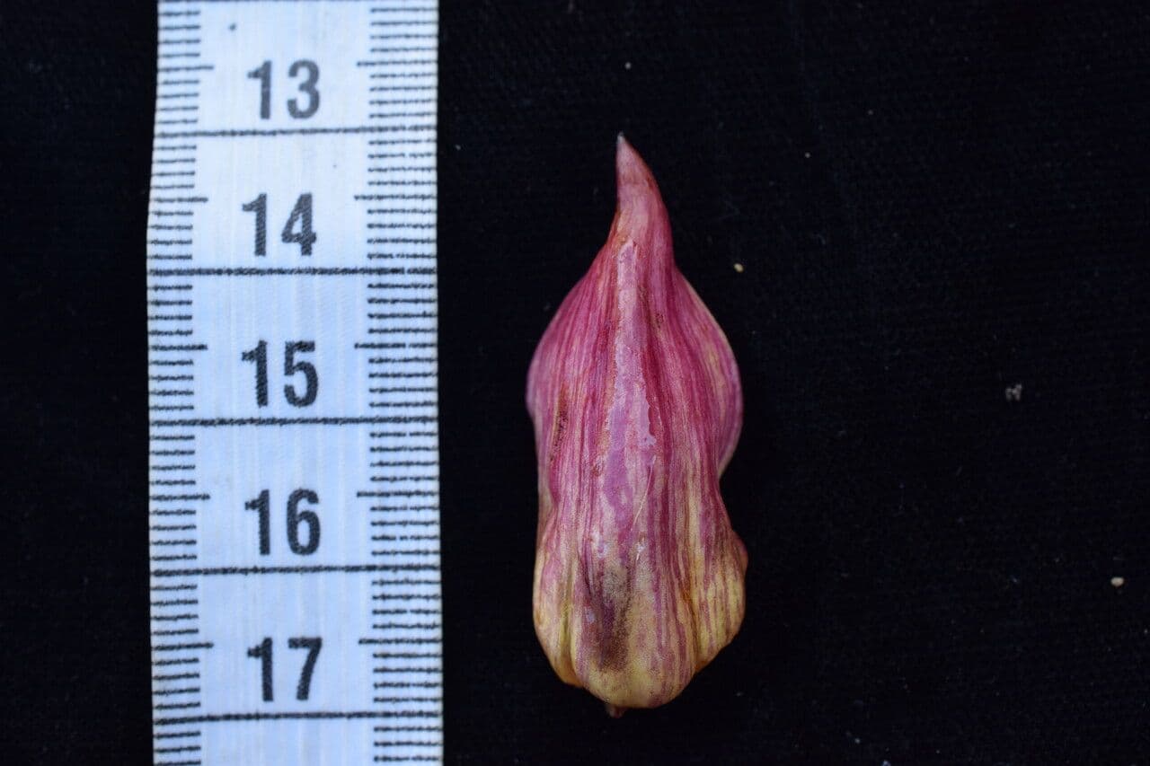 Aeginetia indická 12