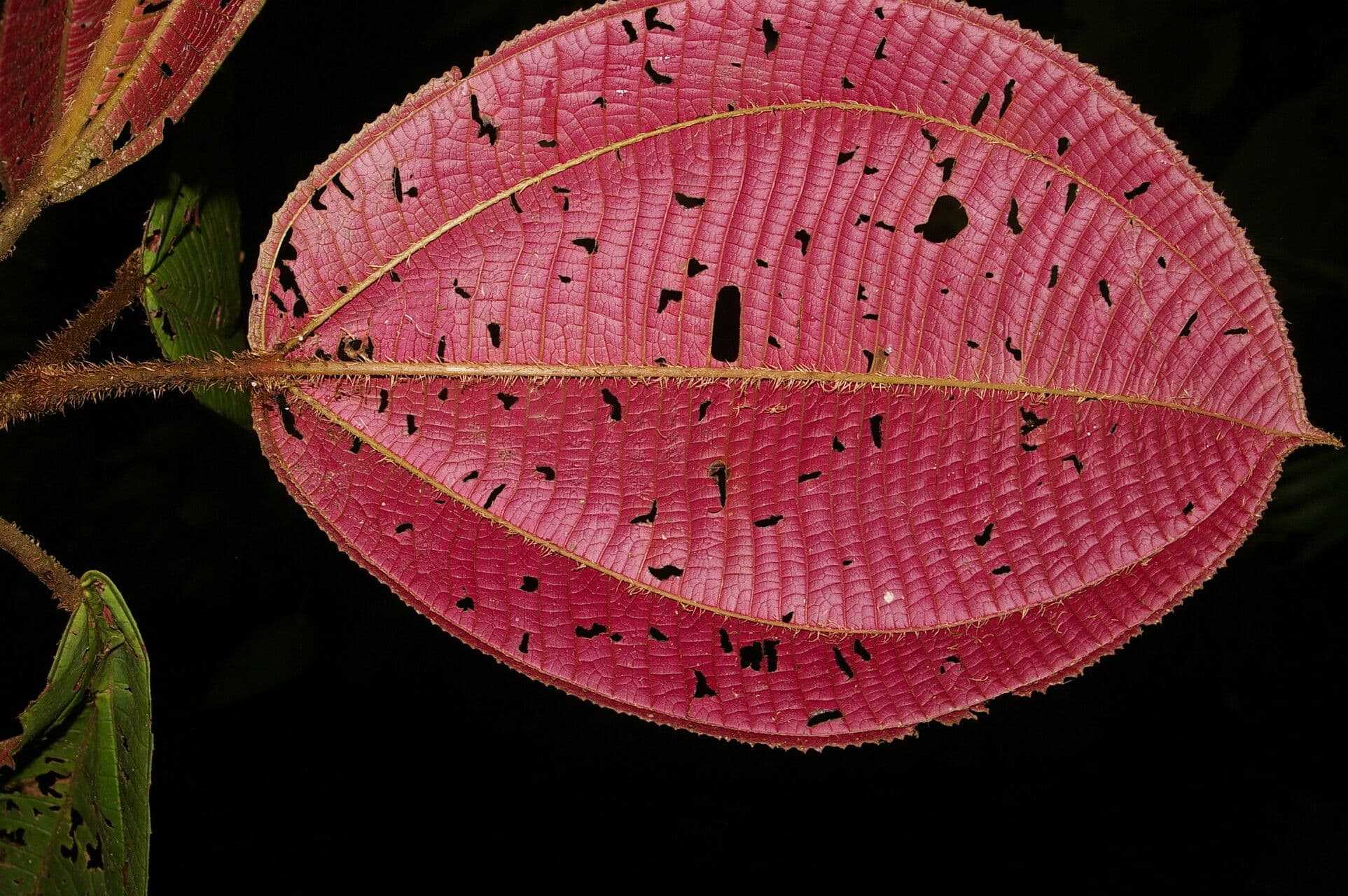 Miconia pallida 4
