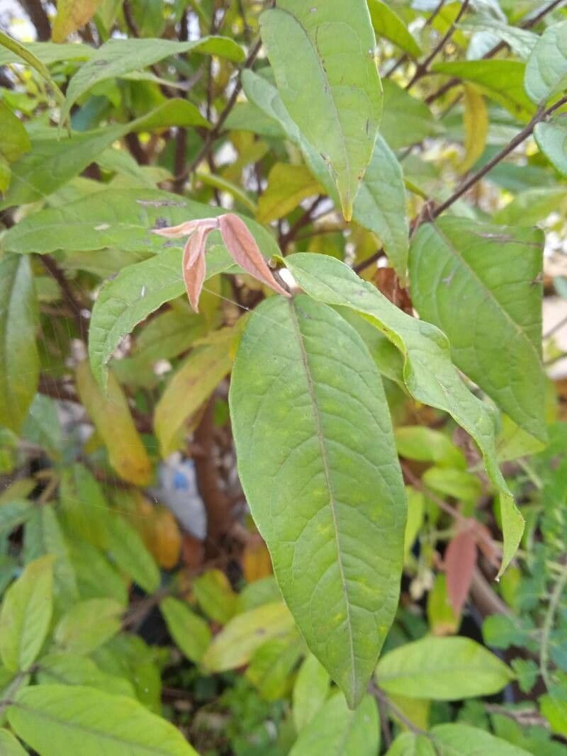Eugenia 14