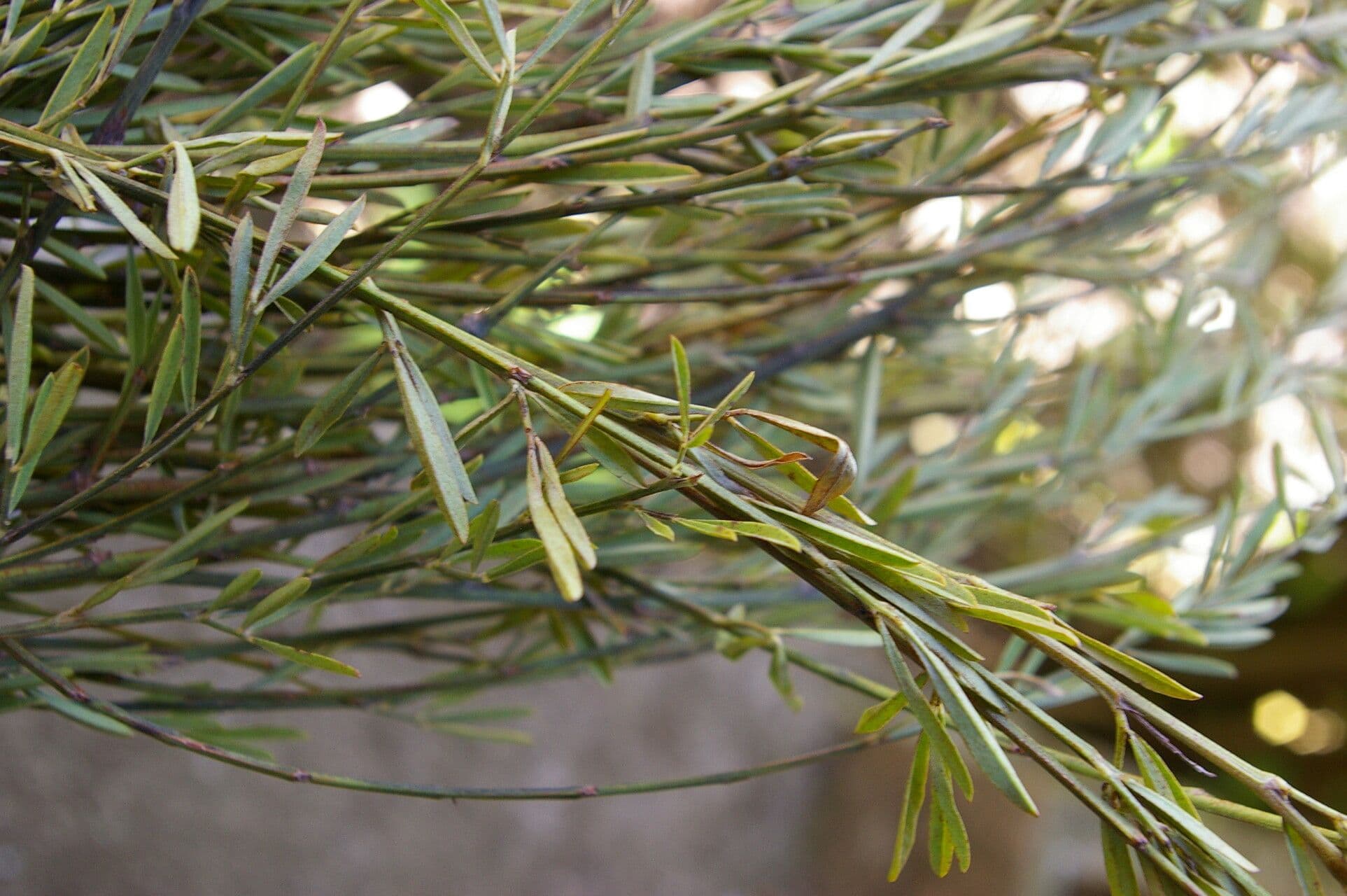 Indigofera 11