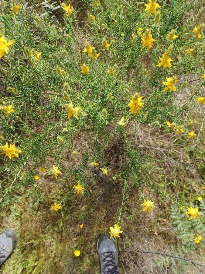 Ginestra irta 17