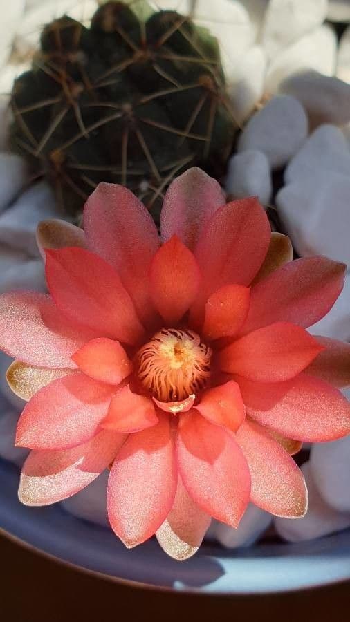 Gymnocalycium verde-rosso 7