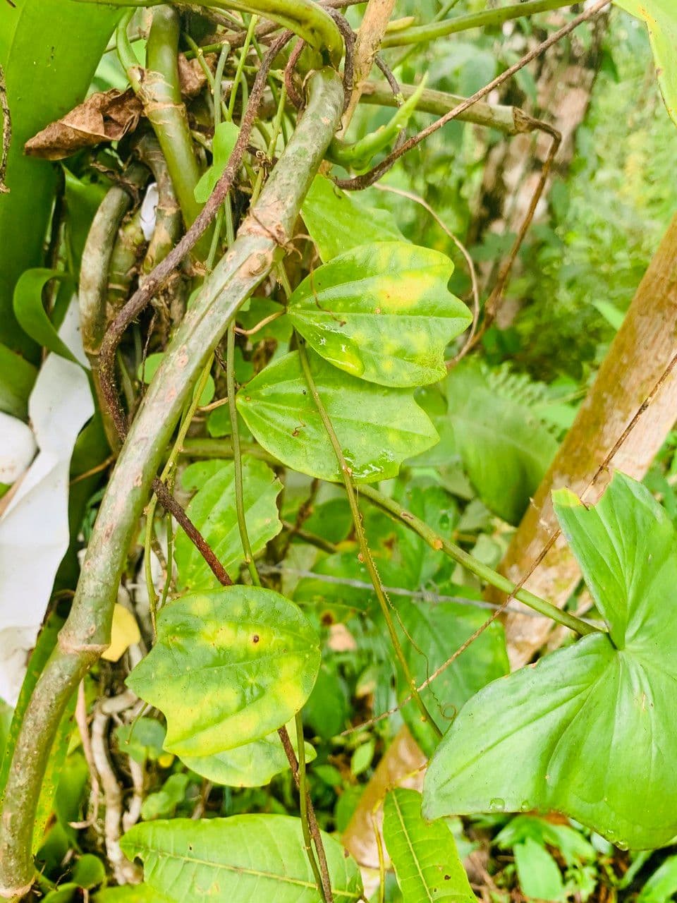 Passiflora 13