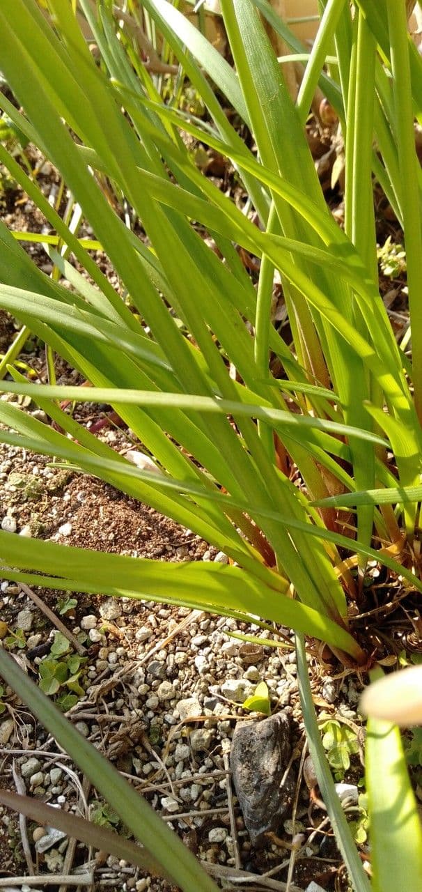 Cyrtanthus mackenii 5