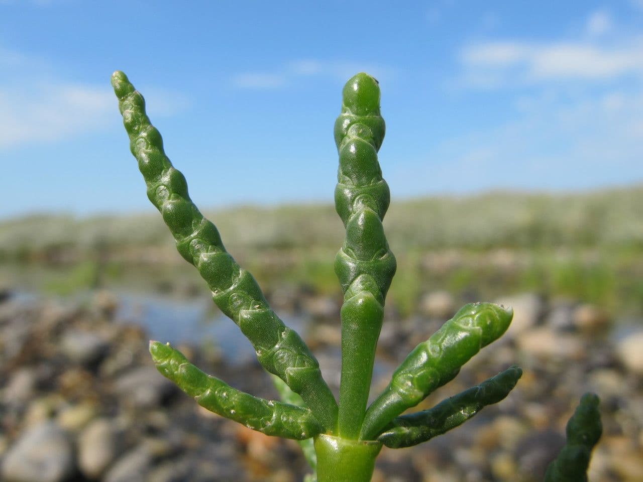 Salicornia glauca 9