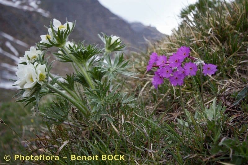 Primula di Haller 12