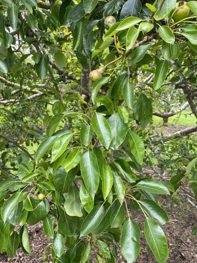 Fontainea 17