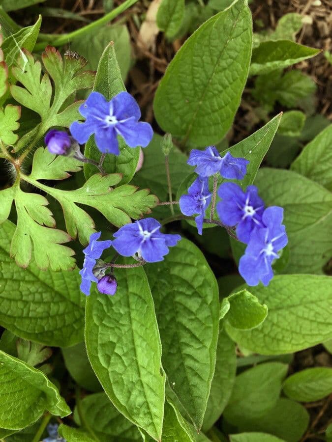 Omphalodes verna 5