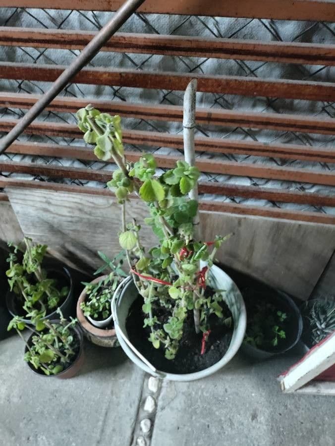 Plectranthus 8