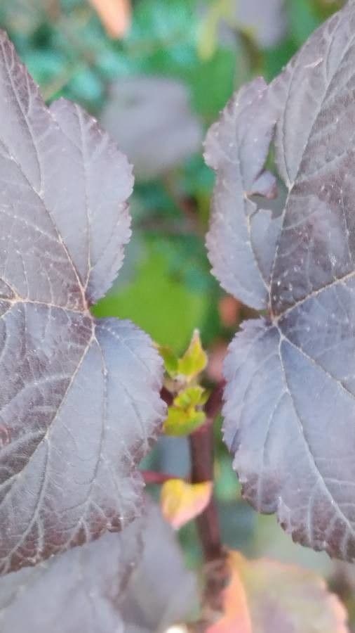 Potočnice strední 29