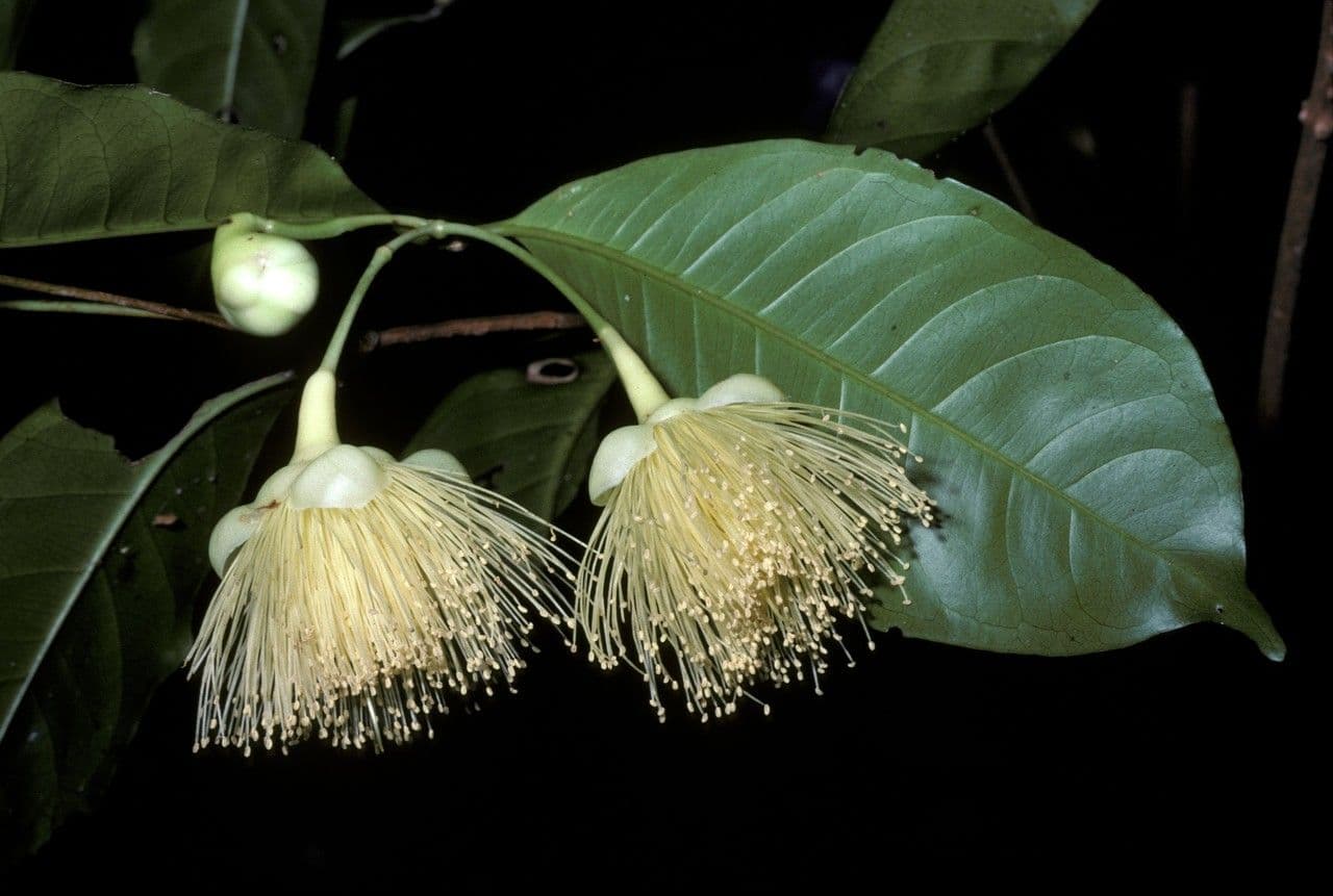 Syzygium 4