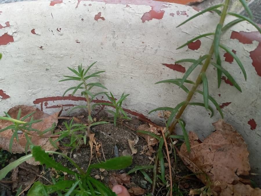 Flor de once horas 13