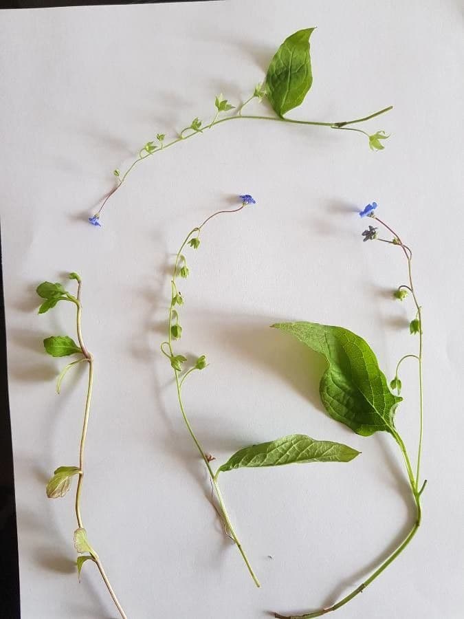 Omphalodes verna 19