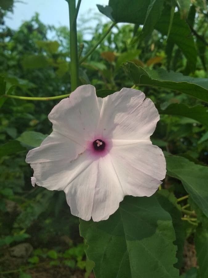 Ipomea carnosa 4