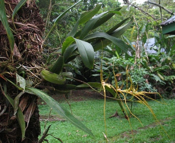 Brassia 8