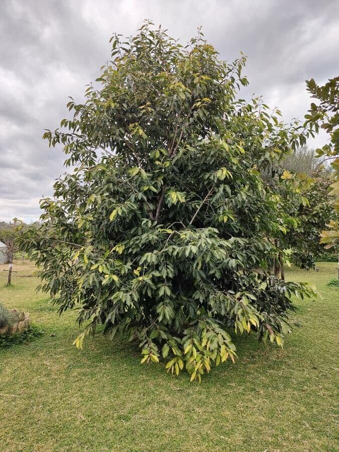G       13