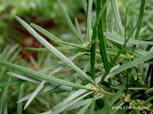 Podocarpus 16