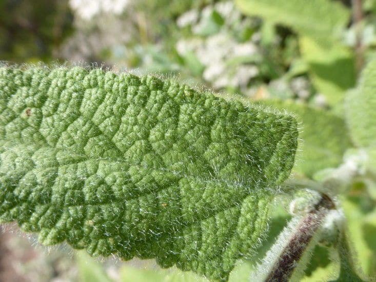 Salvia brocca 11