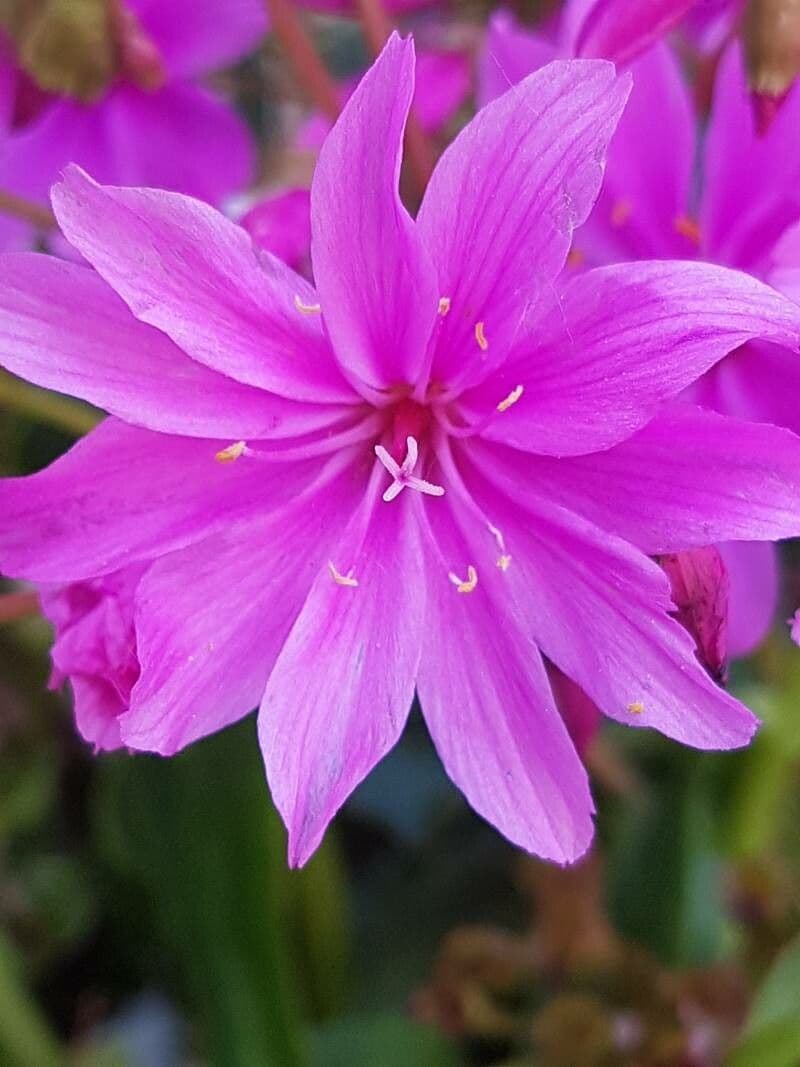Lewizja Lee 4