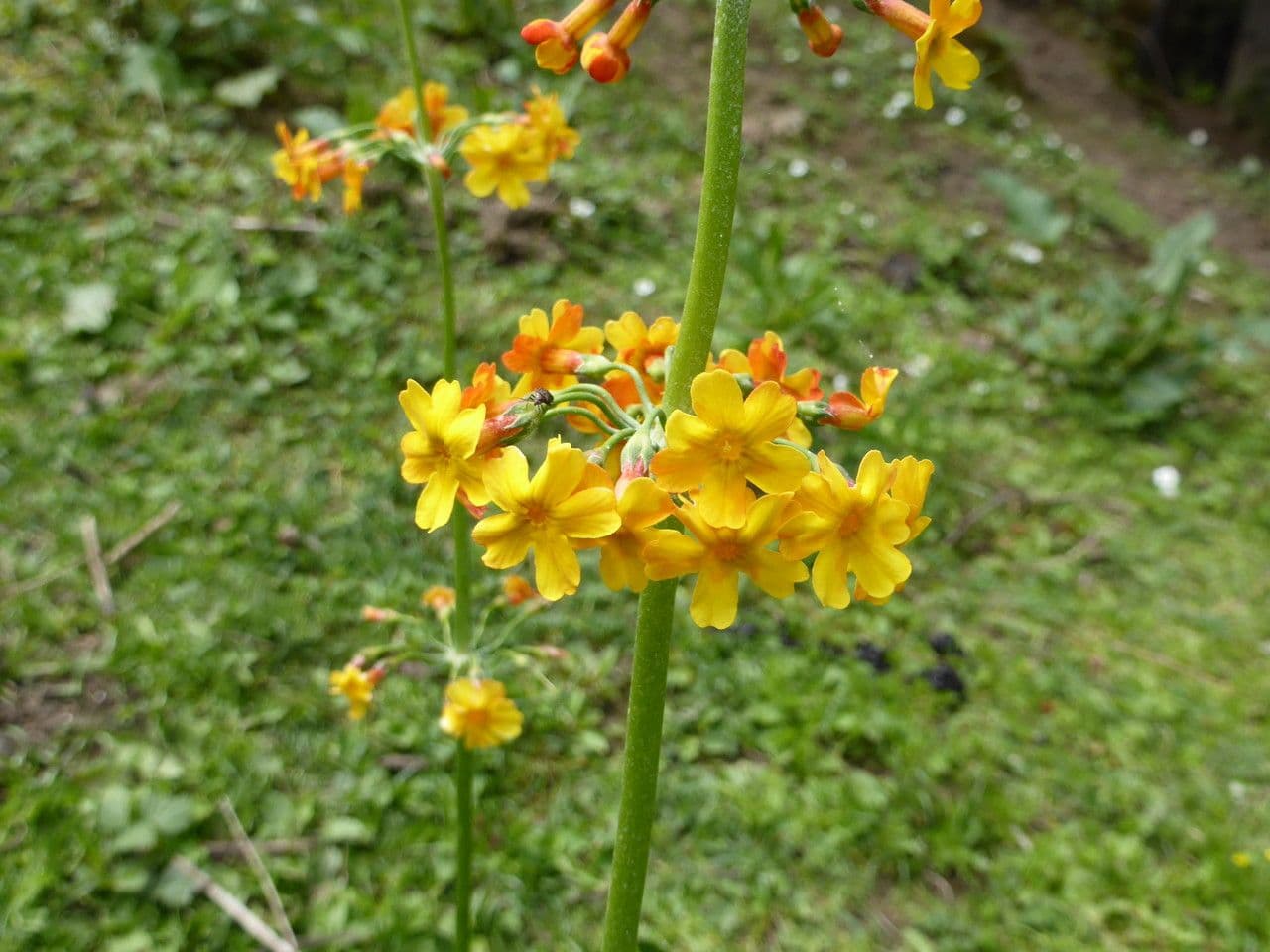 Primula 2