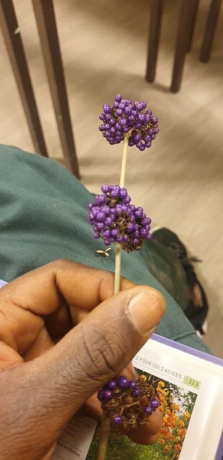 Callicarpa 2