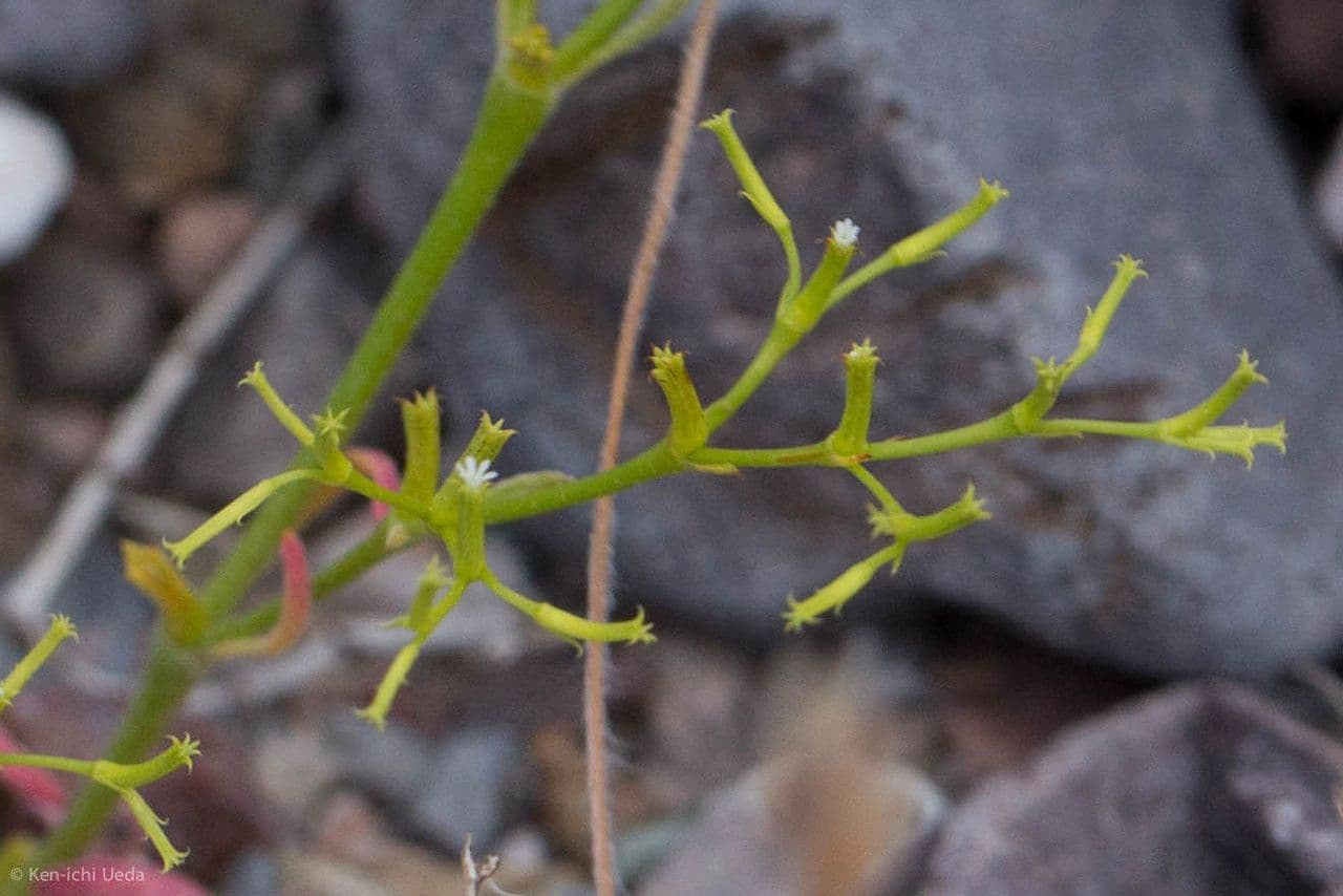 Chorizanthe brevicornu 11