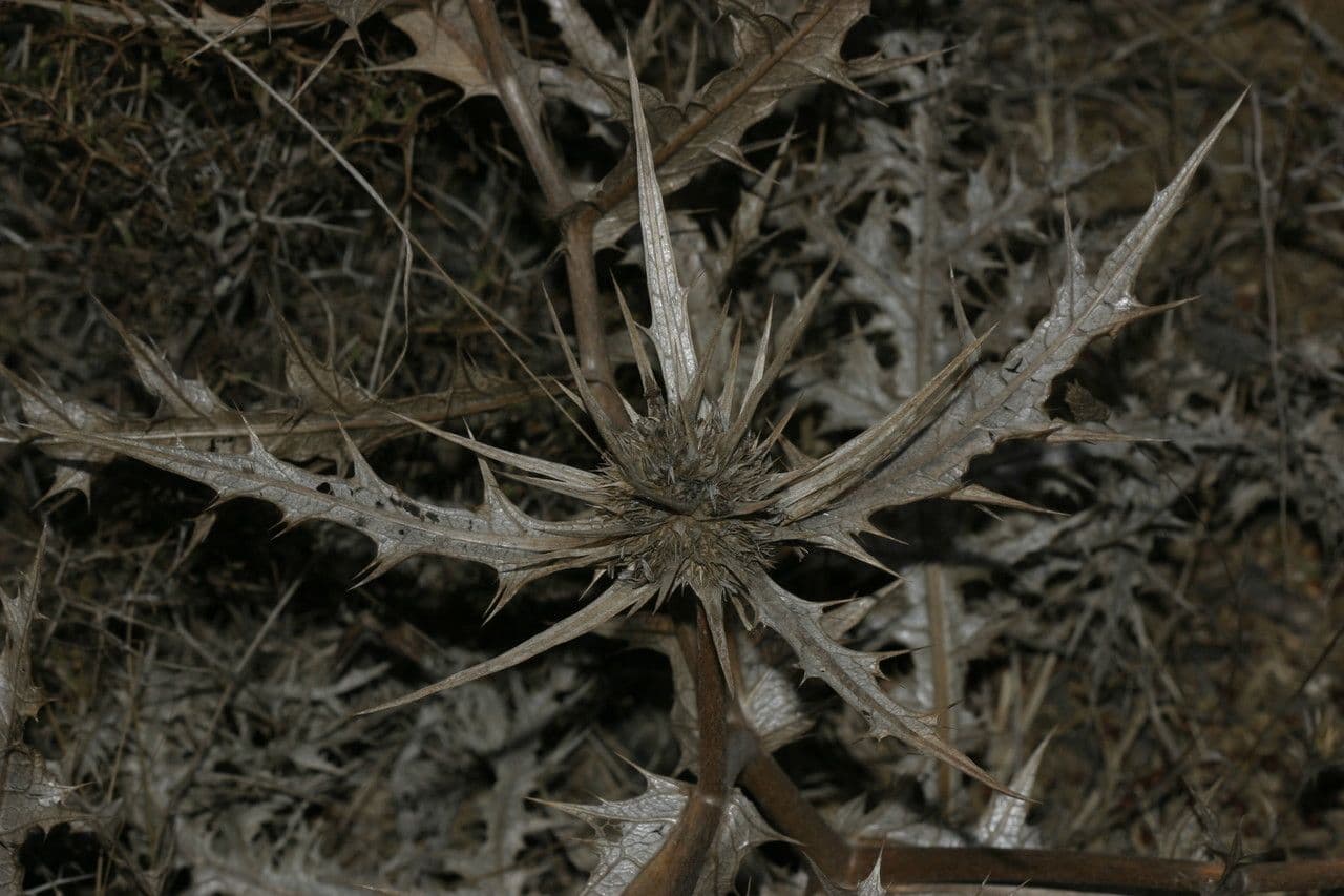 Gundelia tournefortii