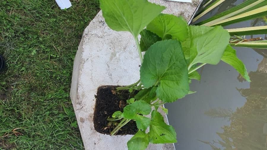 Viola odorata 12