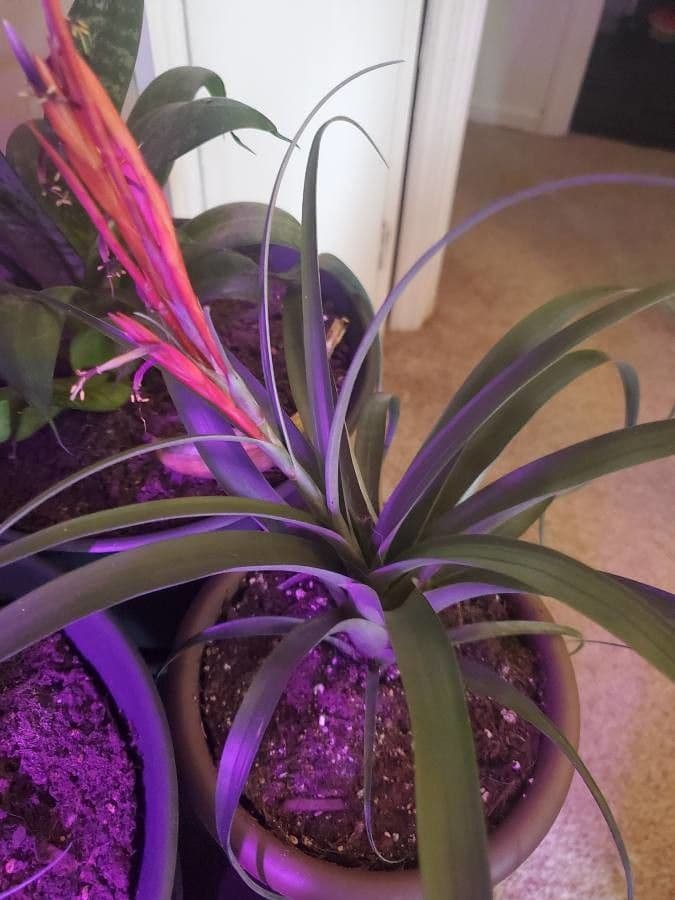 Tillandsia pancia 5