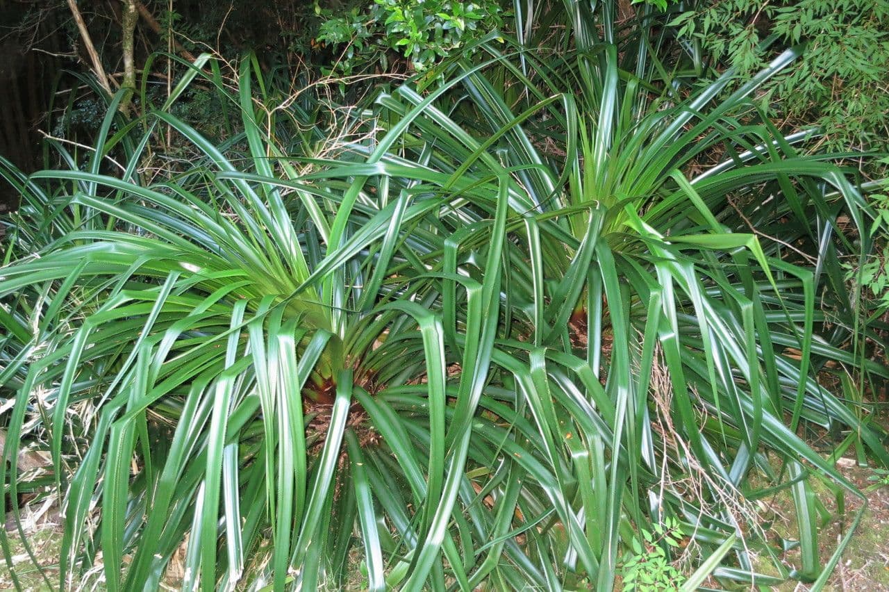 Greigia