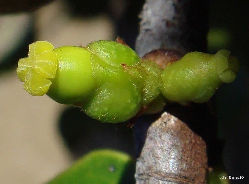 Austrobuxus 2