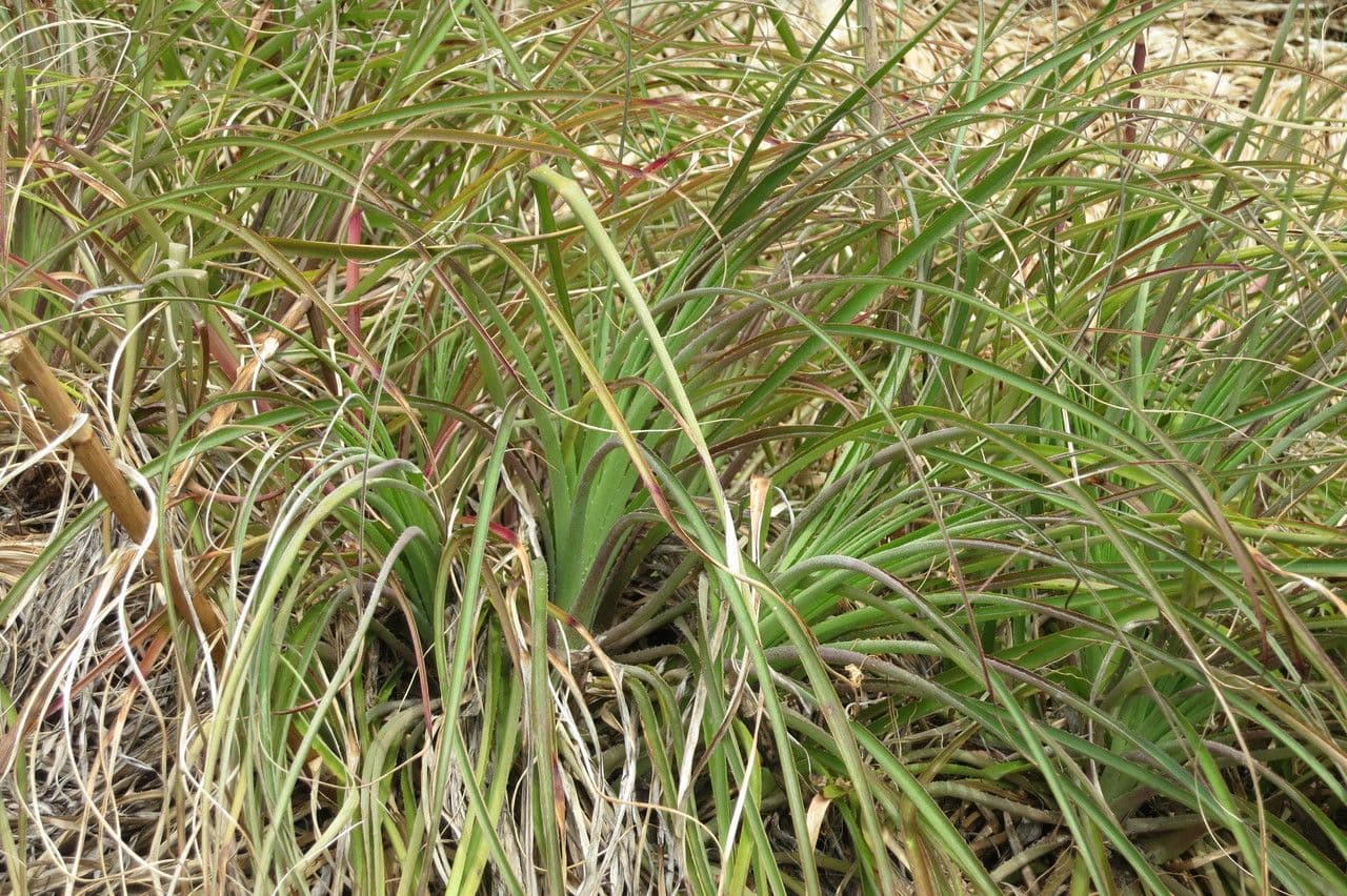 Puya 2