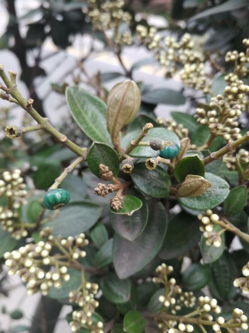 Miconia bianca 3