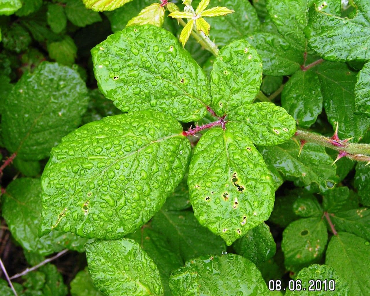 Kleinblütige Rose 20