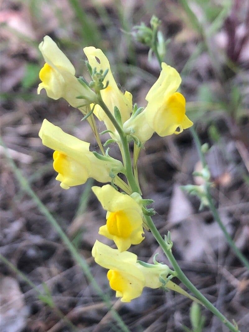 Linaria 3